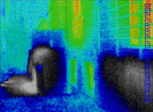 Imagerie thermique d'infiltrations d'eau pluviale dans des murets de maison