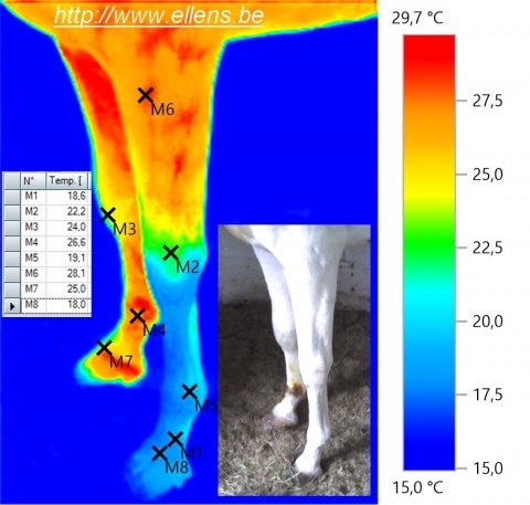 Thermographie vétérinaire d'un équidé